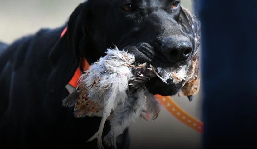 Alvarado Farm Kennels
