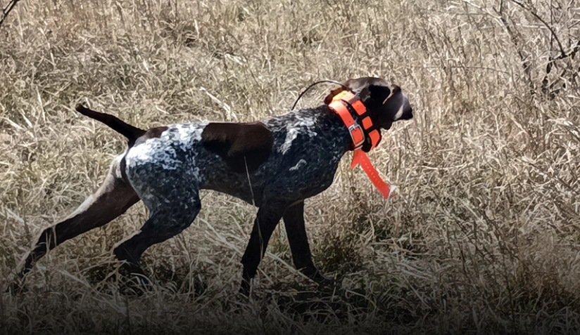 Alvarado Farm Kennels