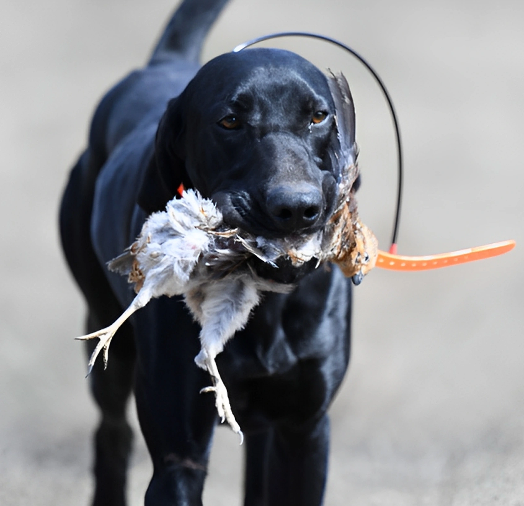 Alvarado Farm Kennels