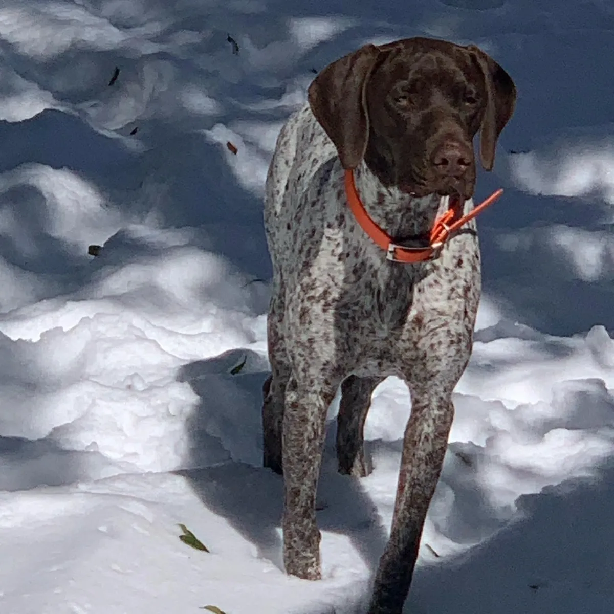 cr=w_1200,h_1200 A dog standing in the snow with its head down.
