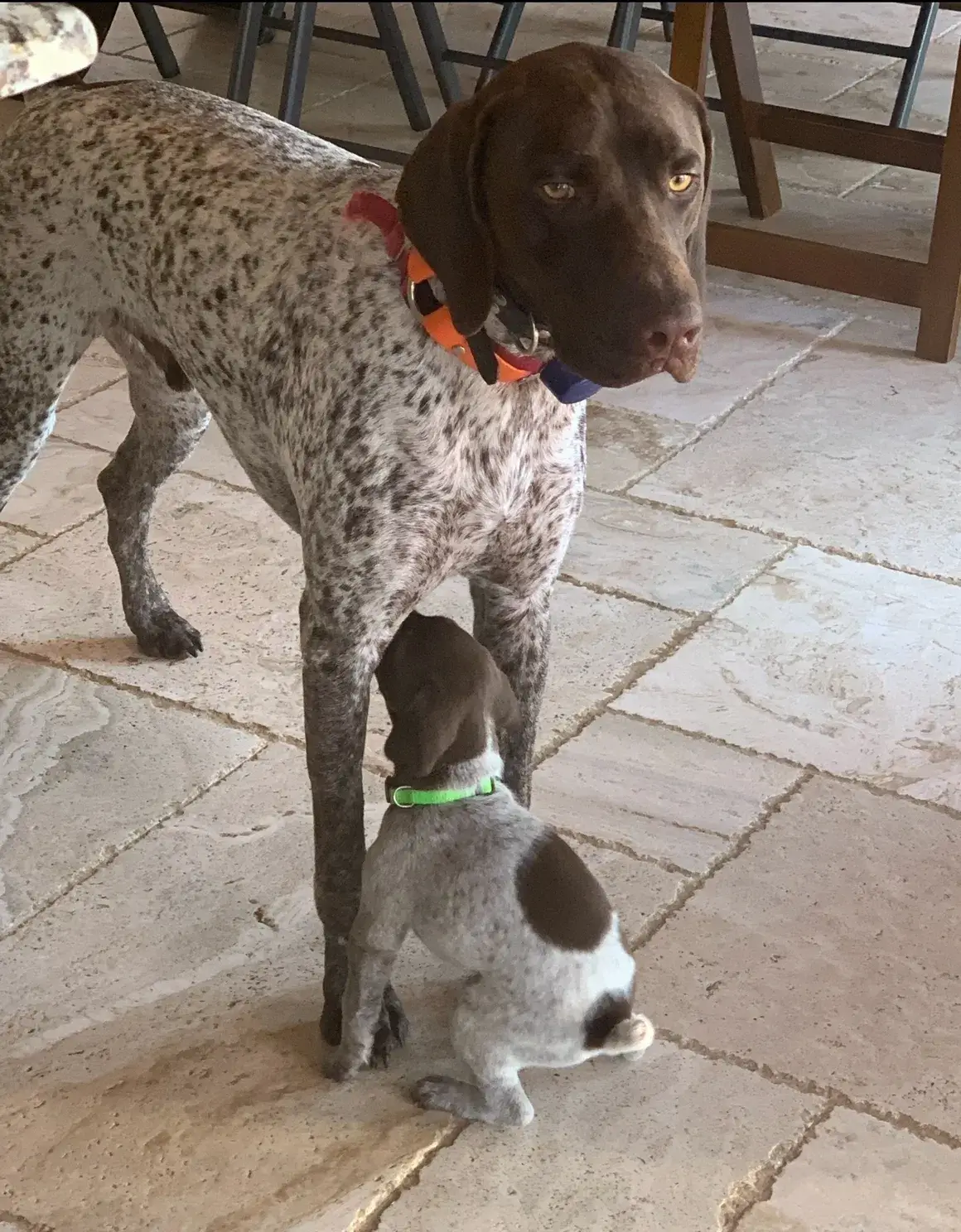 A dog and its puppy are standing next to each other.