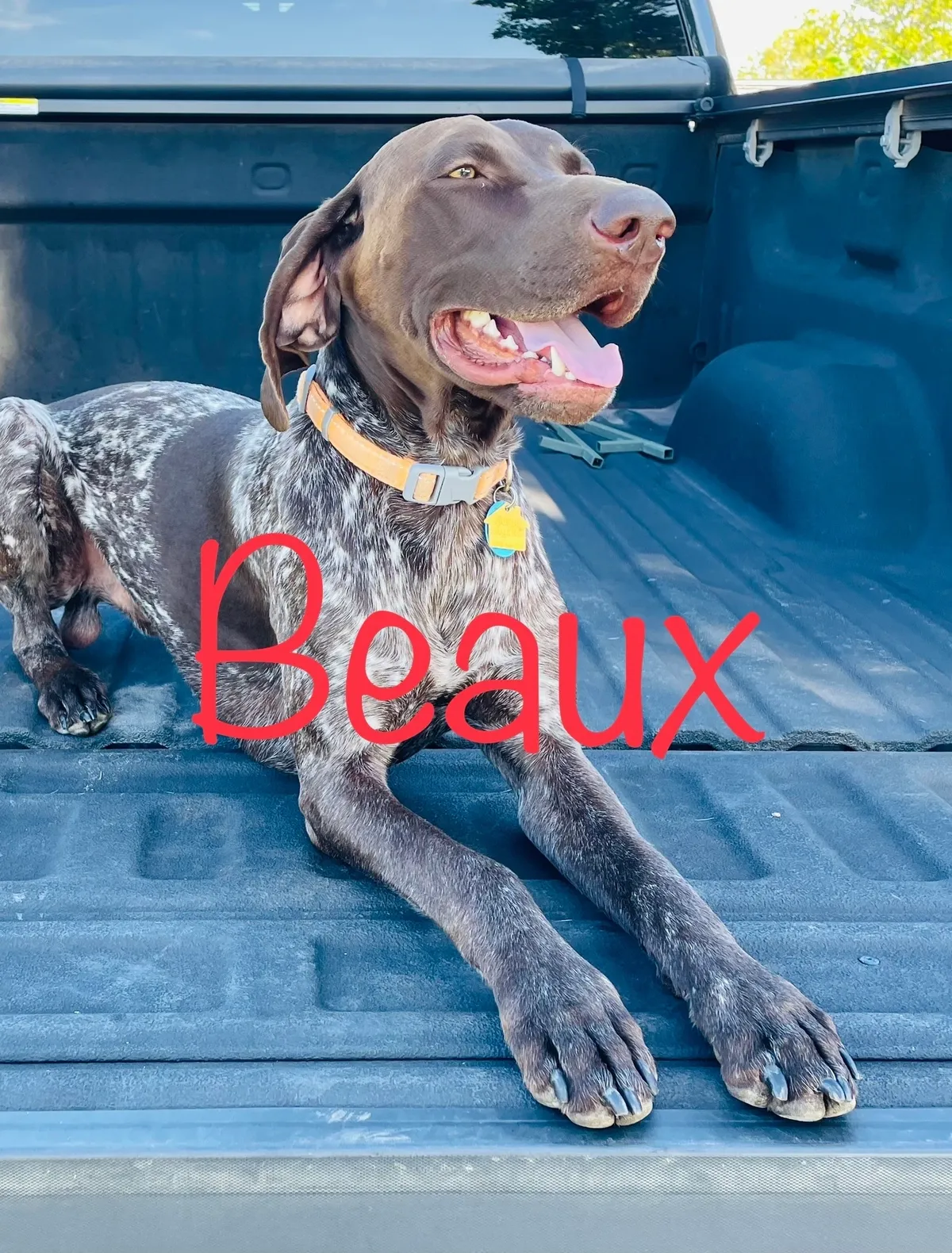 rs=w_1200,cg_true A dog sitting in the bed of a truck.