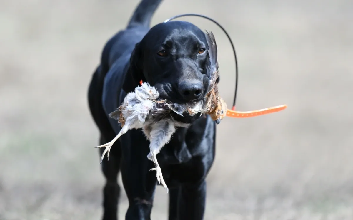 rs=w_1200,cg_true,m A black dog carrying a carrot and a bird.