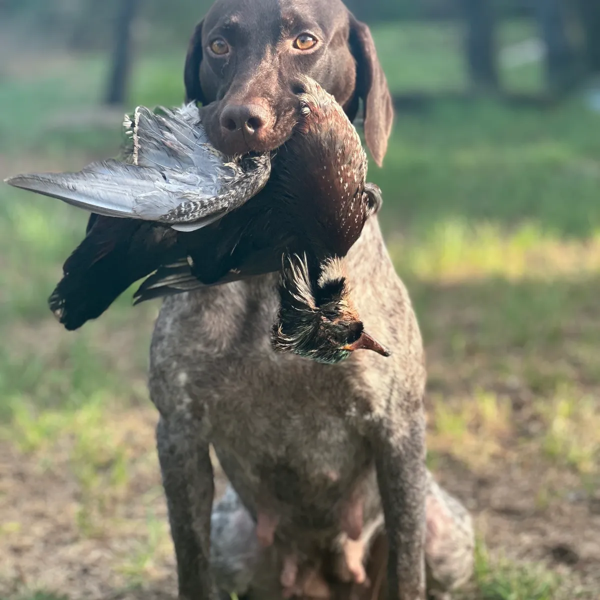 rs=w_1200,h_1200,cg_true (2) A dog holding a bird in its mouth.