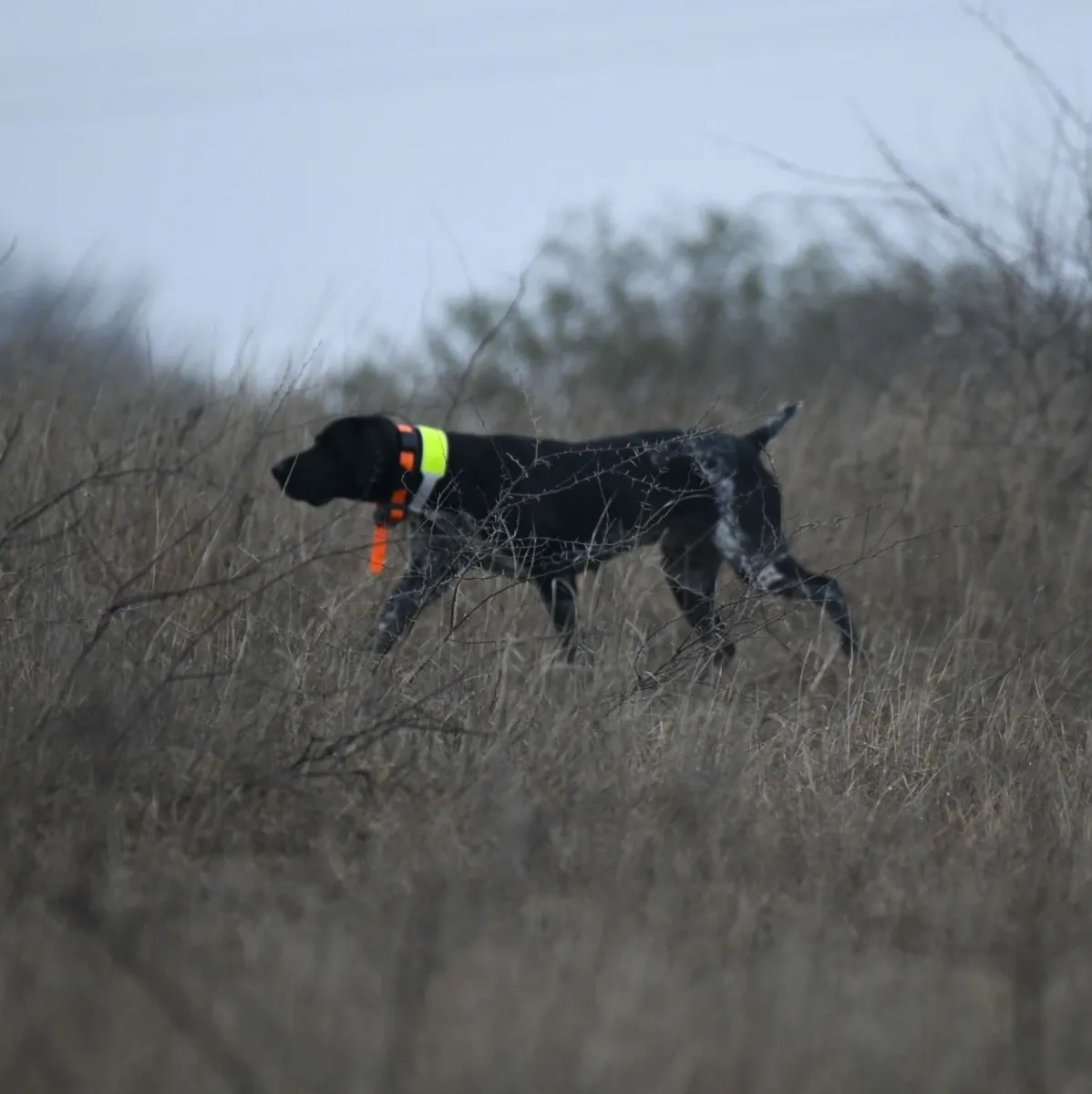 rs=w_1200,h_1200,cg_true A dog with a yellow collar is walking through the grass.