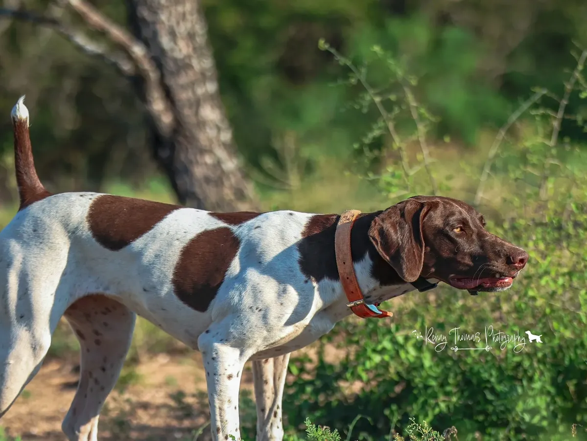 rs=w_1200,h_902,cg_true (1) A dog with spots on its body and head.