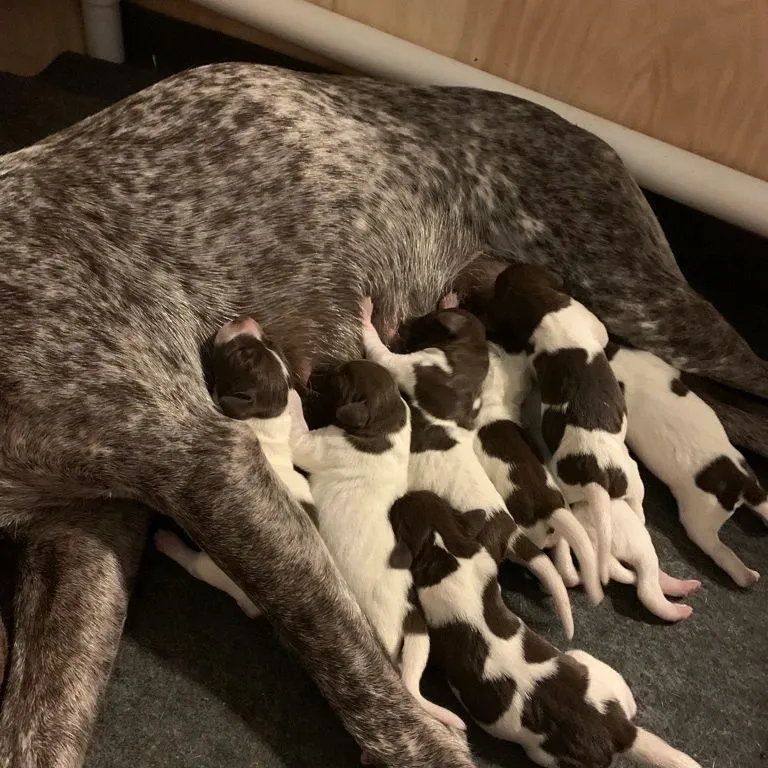 rs=w_768,h_768,cg_true A large dog laying on the ground with its puppies.