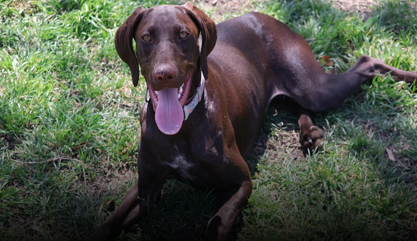 Alvarado Farm Kennels