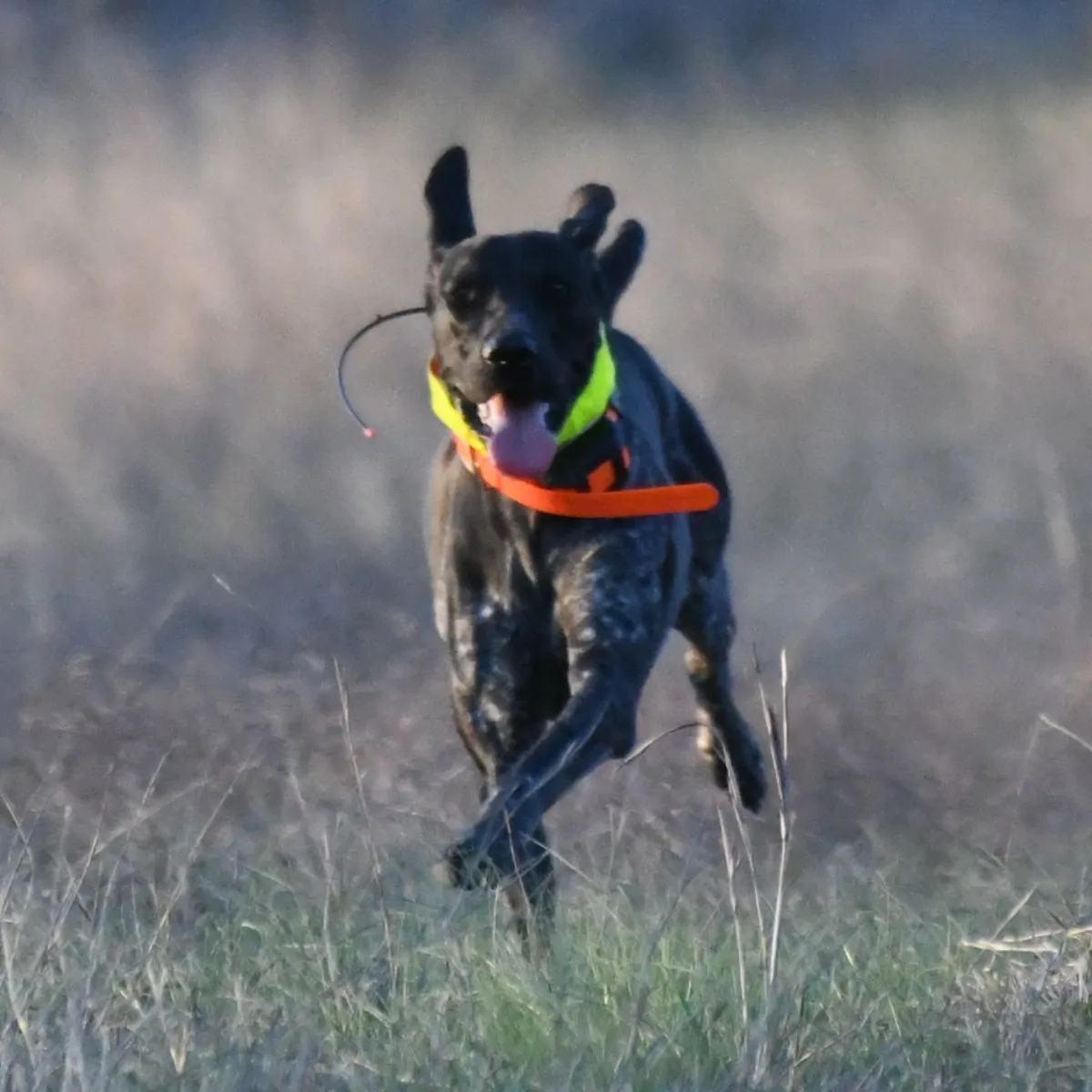 rs=w_1200,h_1200,cg_true A dog running through the grass with a frisbee in its mouth.
