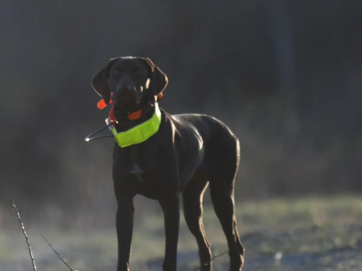 rs=w_1200,h_902,cg_true A dog with a yellow vest on its neck.