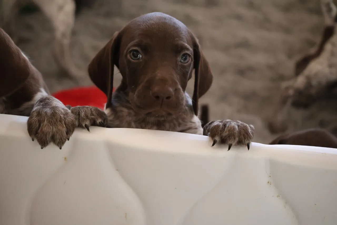 A dog is sitting in the corner of its enclosure.