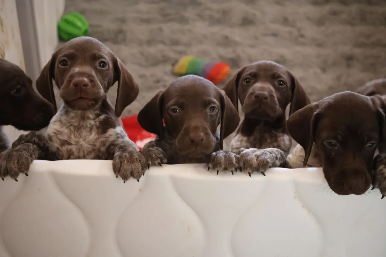 rs=w_1280,h_853 (2) A group of puppies sitting on top of a bed.