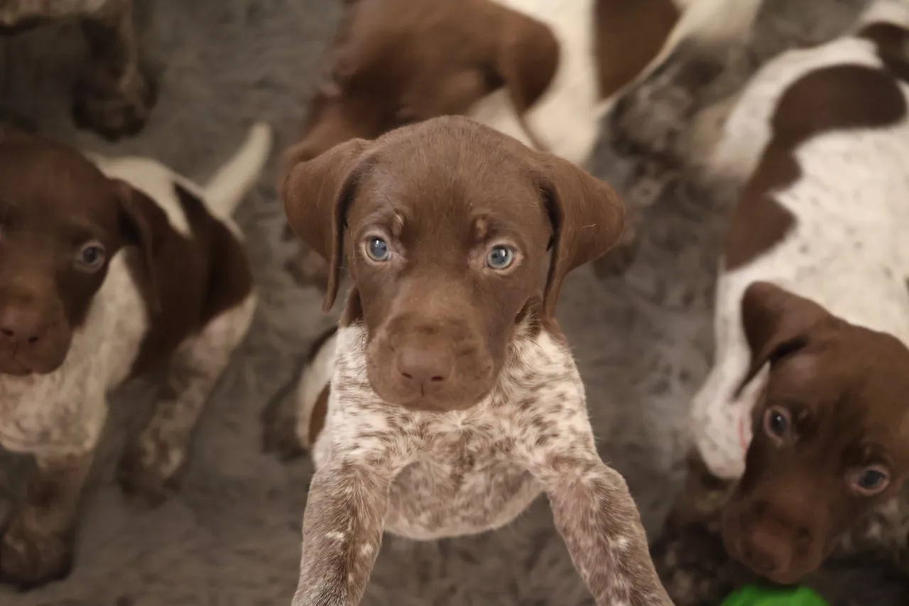 rs=w_1280,h_853 (3) A brown and white dog with blue eyes