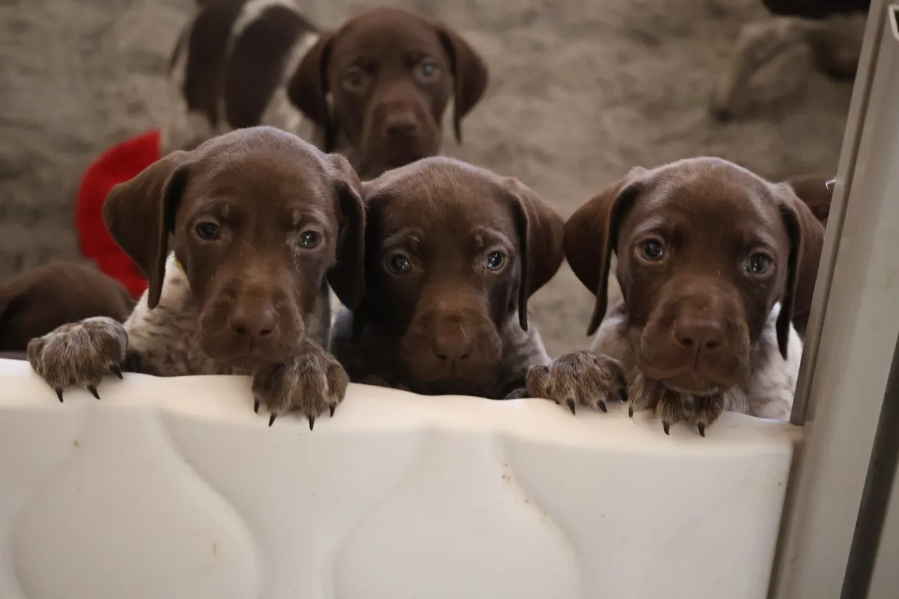 rs=w_1280,h_853 (4) A group of puppies sitting in front of a white cake.