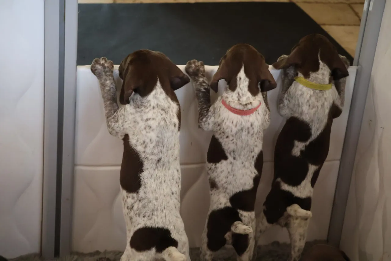 Three dogs standing in a row and one is hanging up.