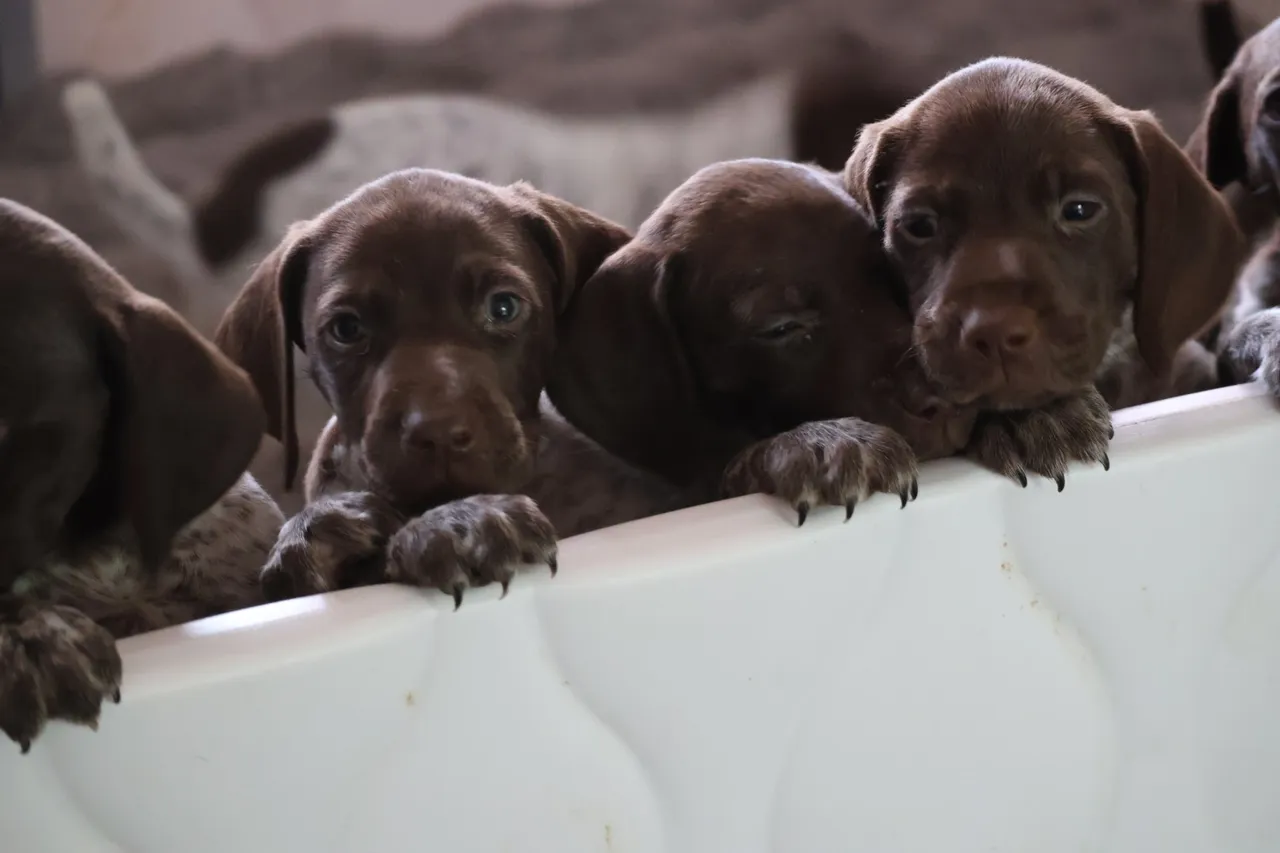 A group of puppies sitting in the tub.