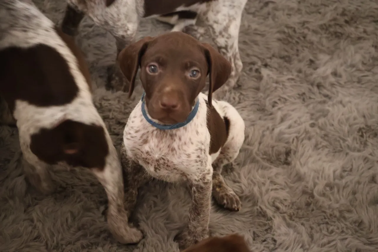 A brown and white dog standing next to other dogs.
