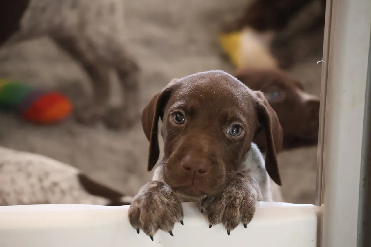 A puppy is sitting in the tub looking at the camera.