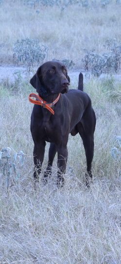 Brown dog standing in grassy field.