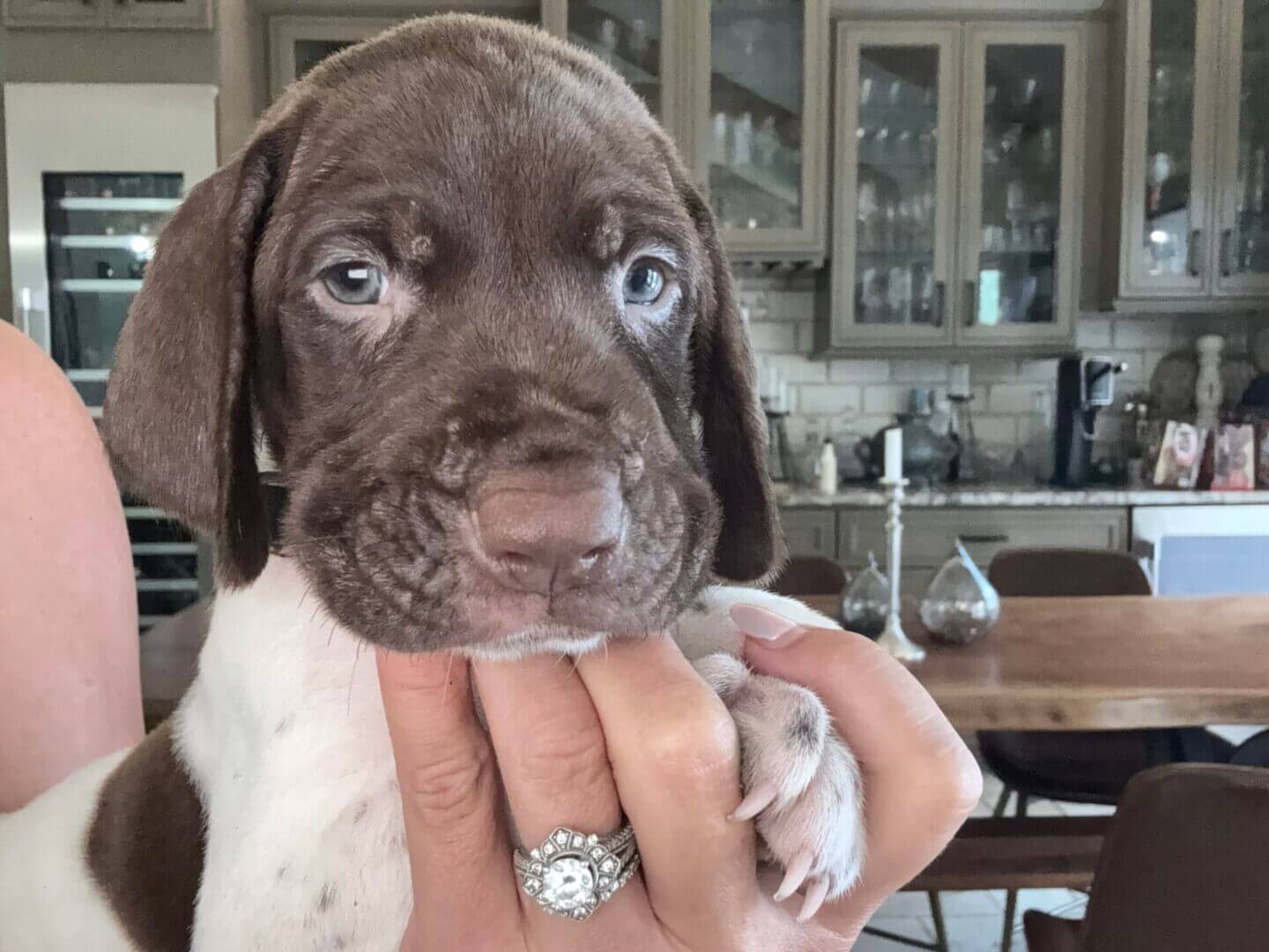 Brown puppy held in a person's hand.