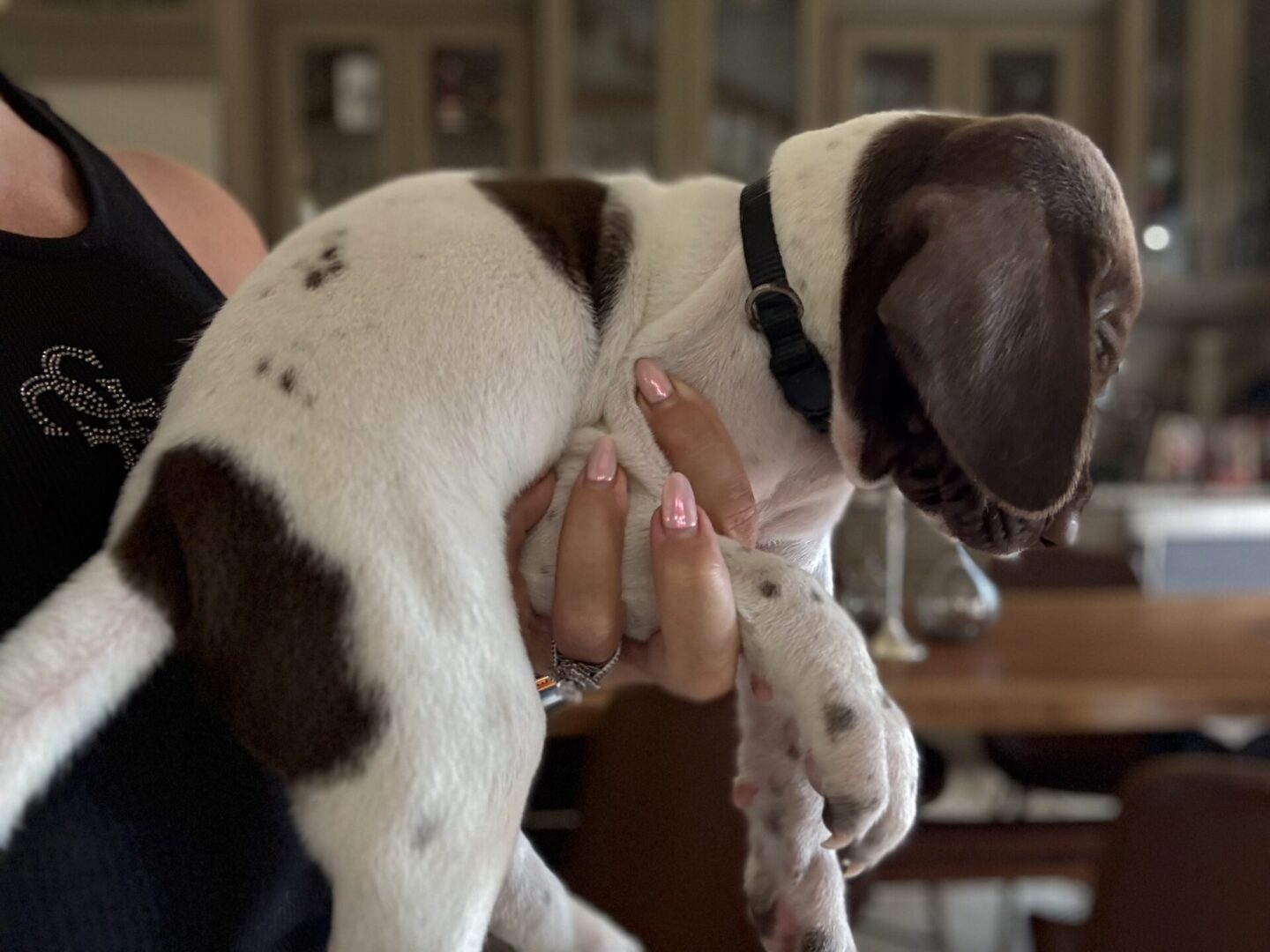Person holding a small spotted puppy.
