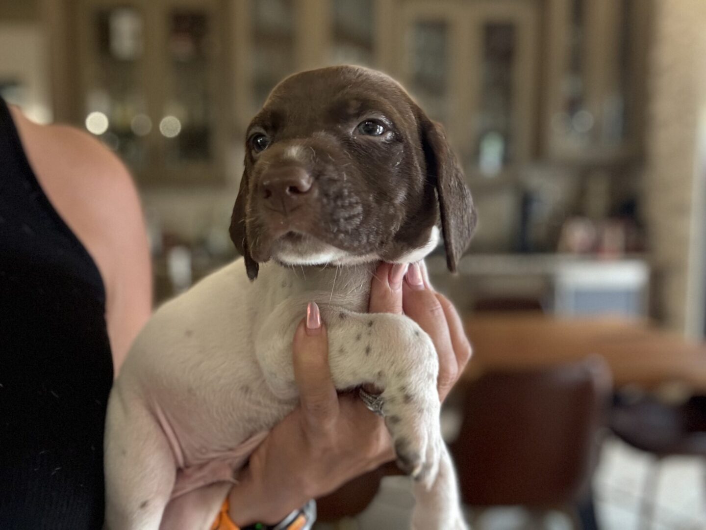Person holding cute brown and white puppy.