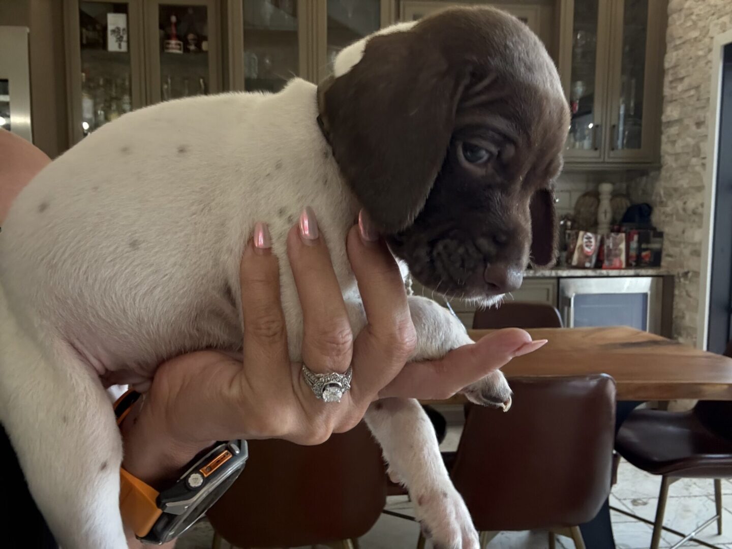 Person holding a small brown and white puppy.