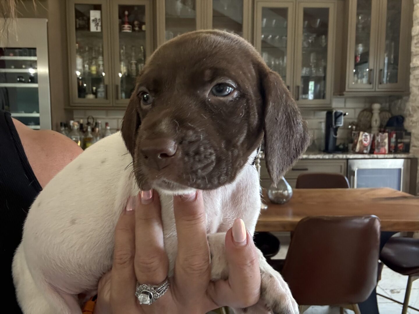 Woman holding a small brown and white puppy.