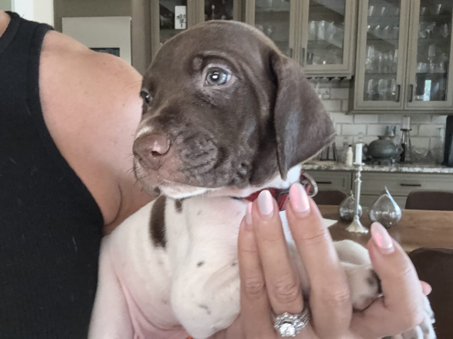 Person holding a cute brown and white puppy.