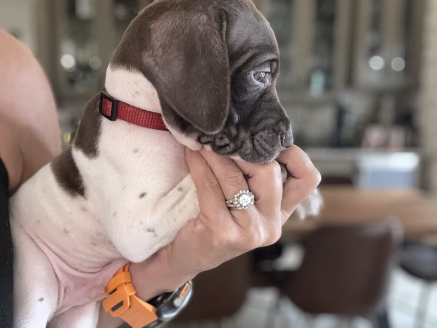 Puppy held in hand with rings visible.