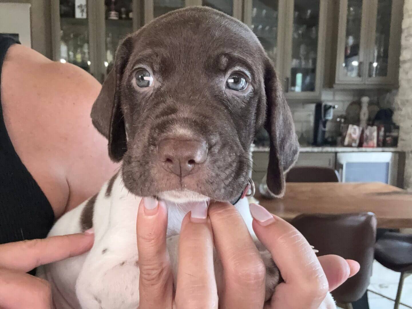 Brown and white puppy being held indoors.