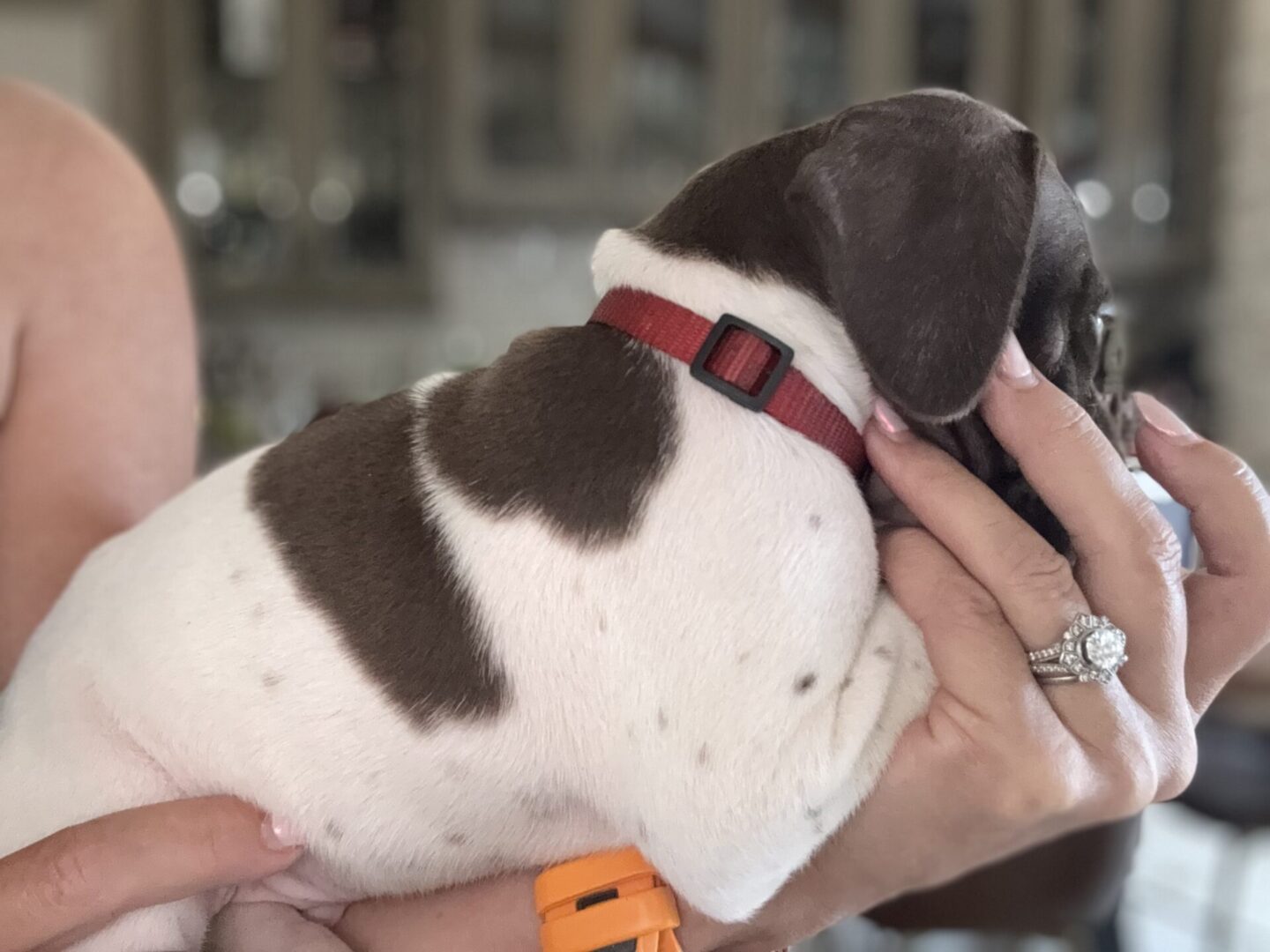 Person holding a small puppy lovingly.