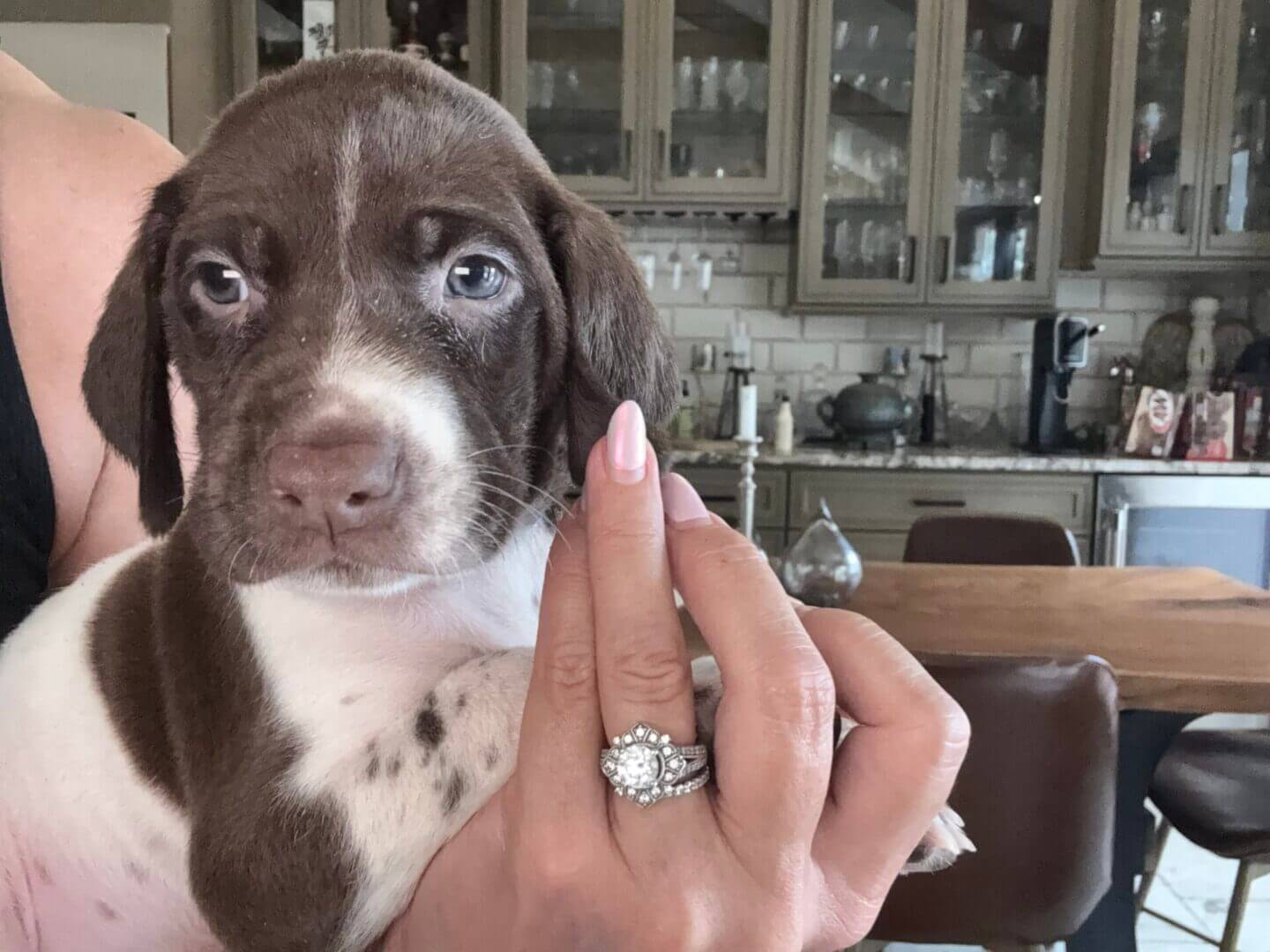 Person holding a puppy in a kitchen.