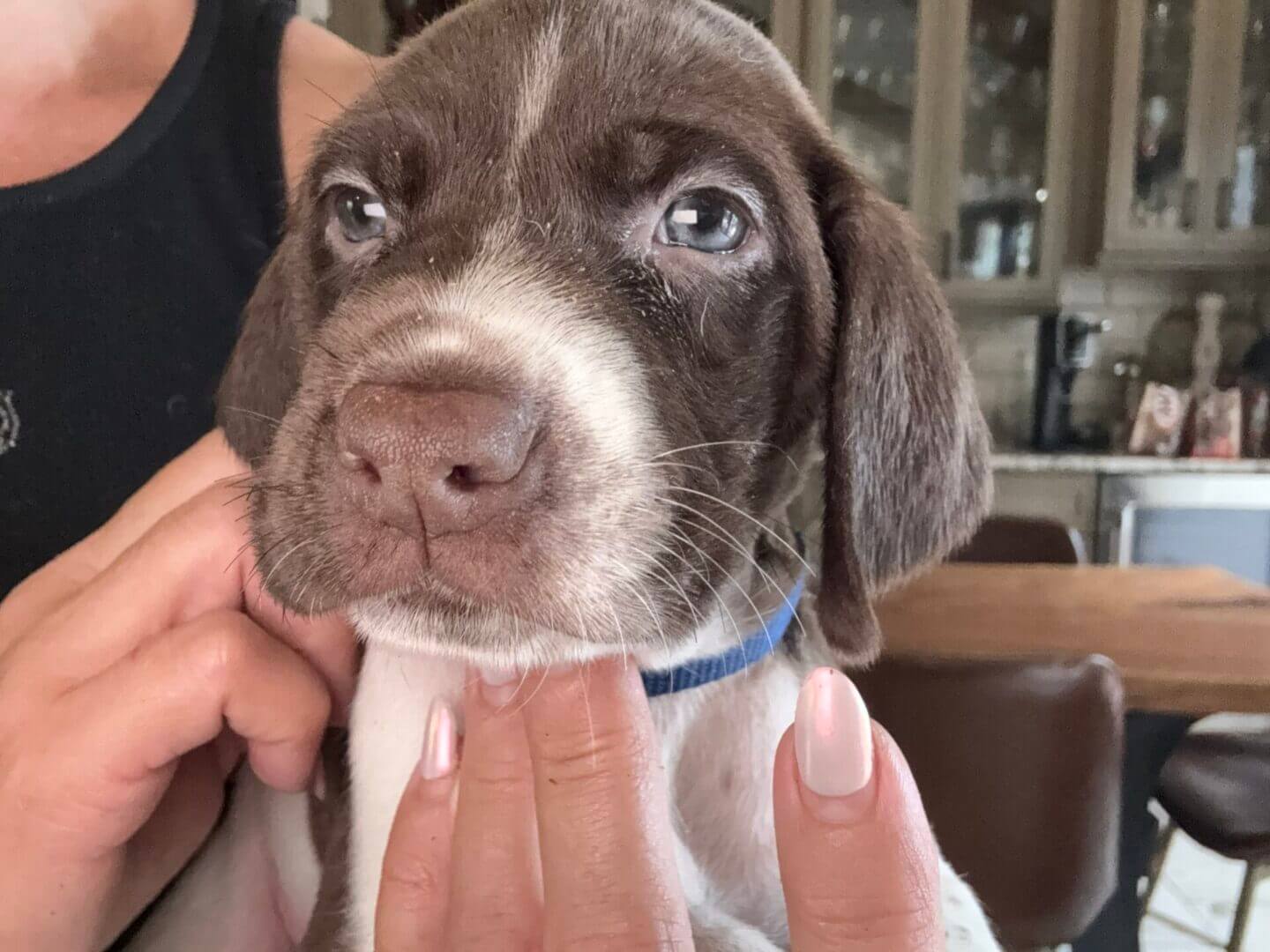 Brown and white puppy with blue collar.