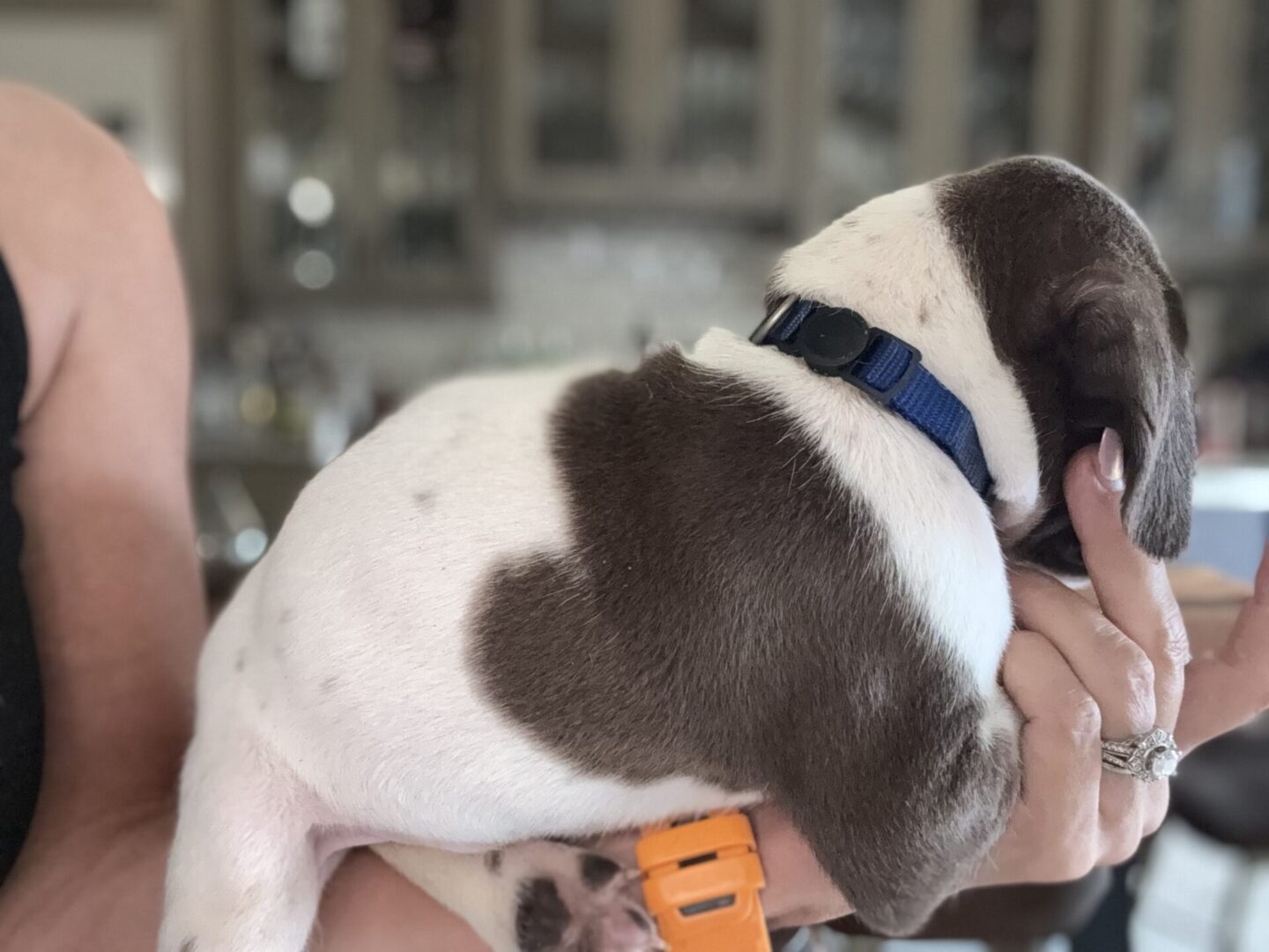 Person holding a small, brown and white puppy.