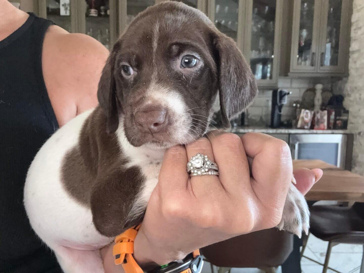 Person holding a cute brown and white puppy.