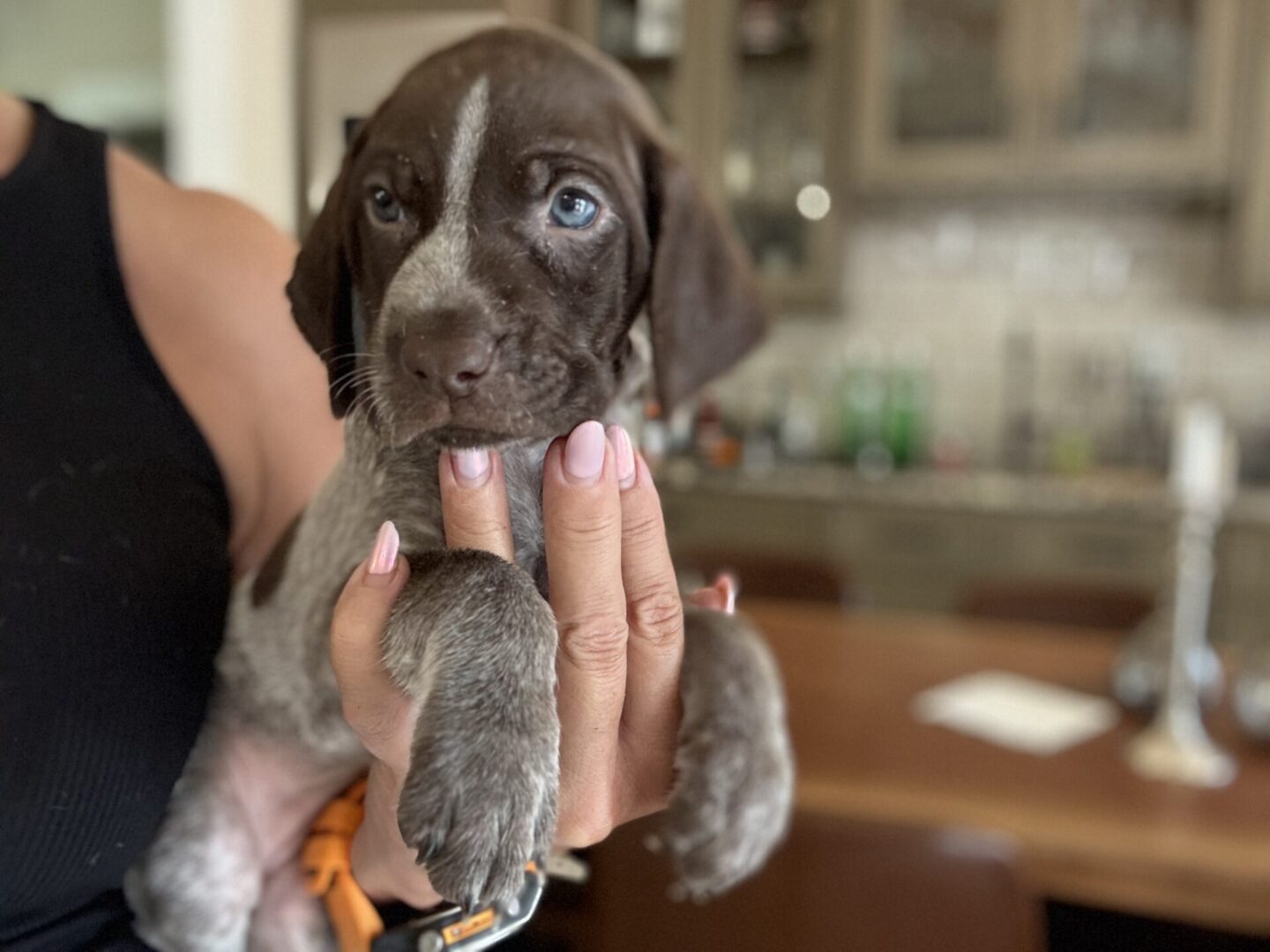 Person holding a cute brown and white puppy.