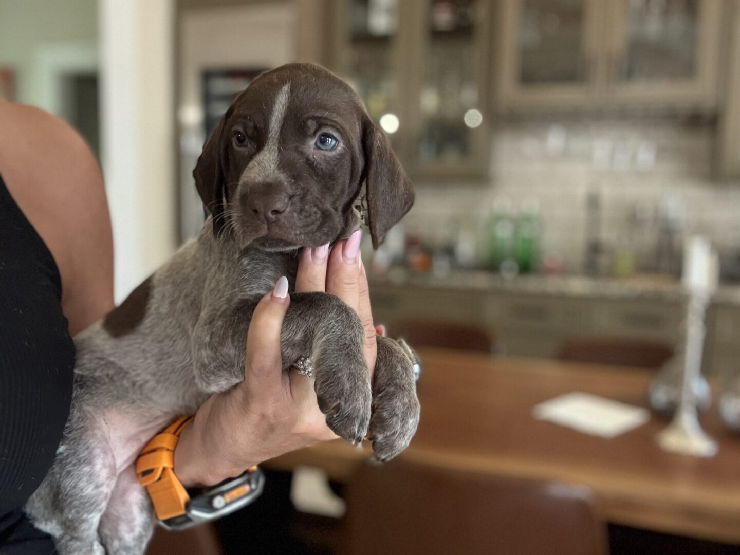 Person holding a small brown and white puppy.