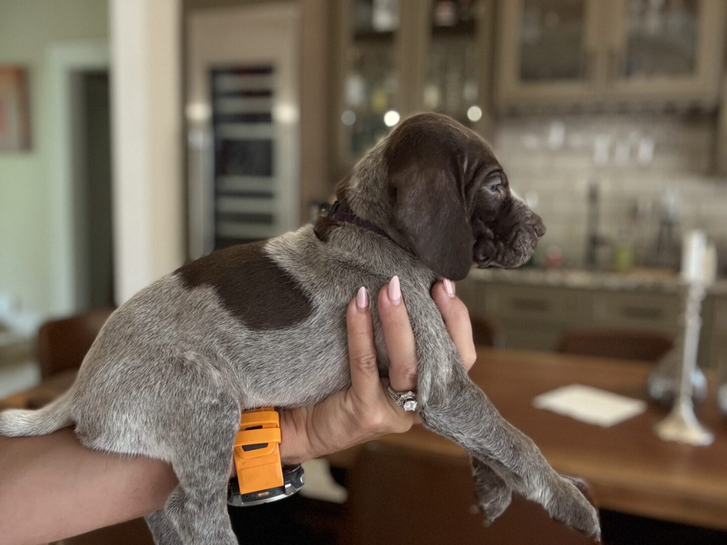 Person holding a small brown and gray puppy.