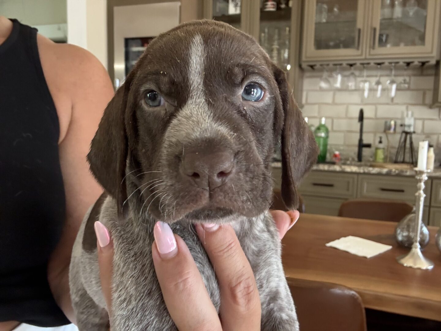 Brown and white puppy in kitchen.